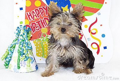 Four Month Old Yorkshire Terrier Puppy With A Happy Birthday Theme