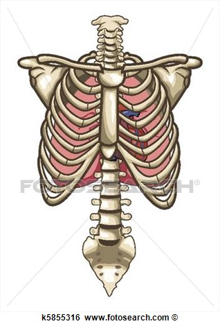 Human Anatomy Torso Skeleton Isolated White Background View Large Clip