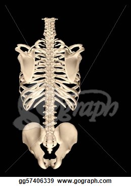 Illustration   3d Model Of Human Torso Skeleton  Clipart Gg57406339