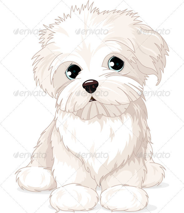 Maltese Puppy Dog   Animals Characters
