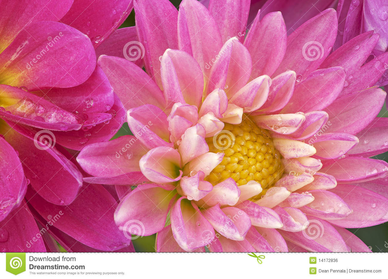Pink Dahlias With Raindrops Royalty Free Stock Image   Image  14172836