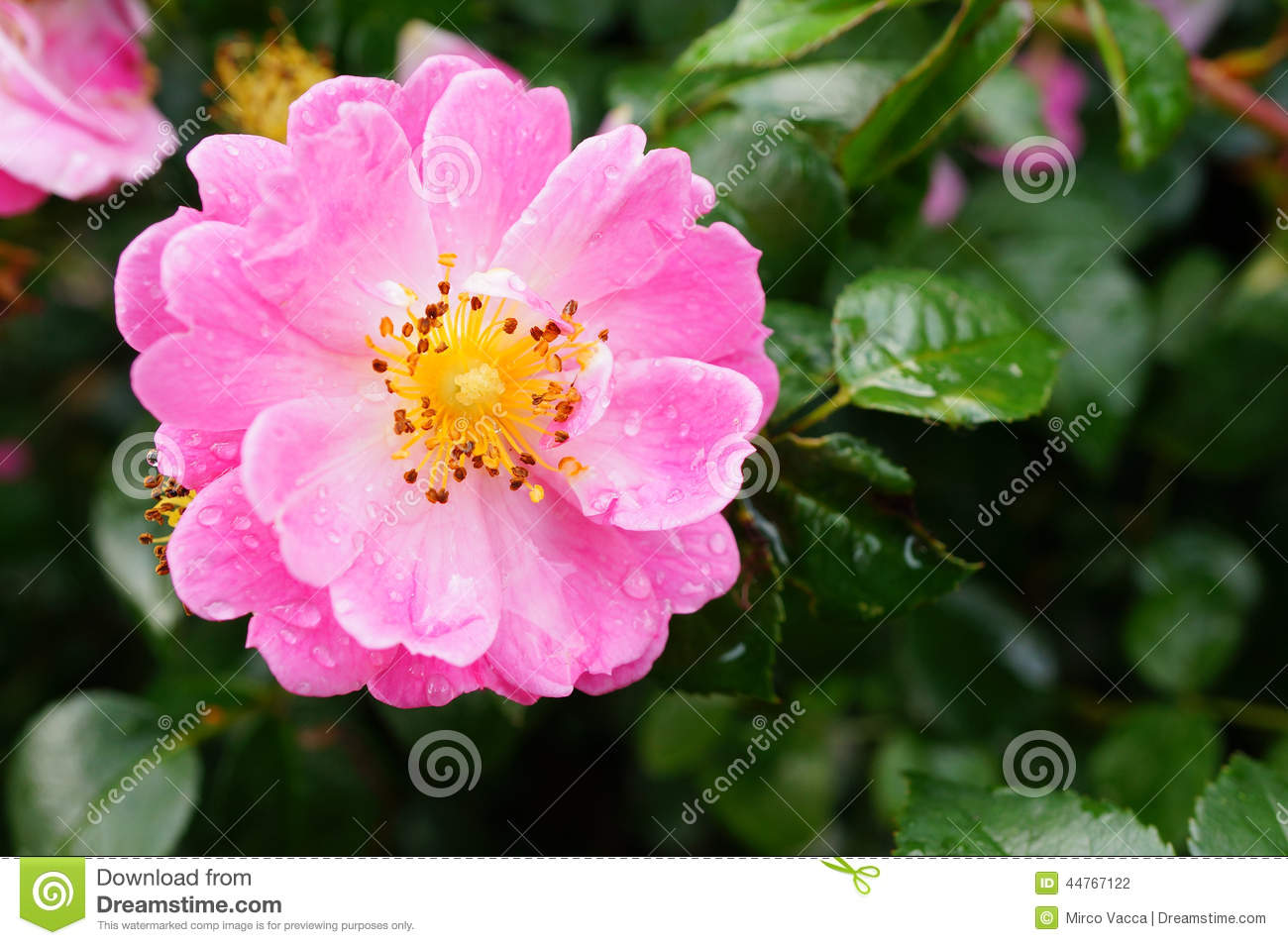 Pink Rose Stock Photo   Image  44767122