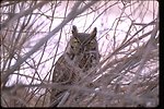 Public Domain Picture   Great Horned Owl Perches Above Bear Creek In    