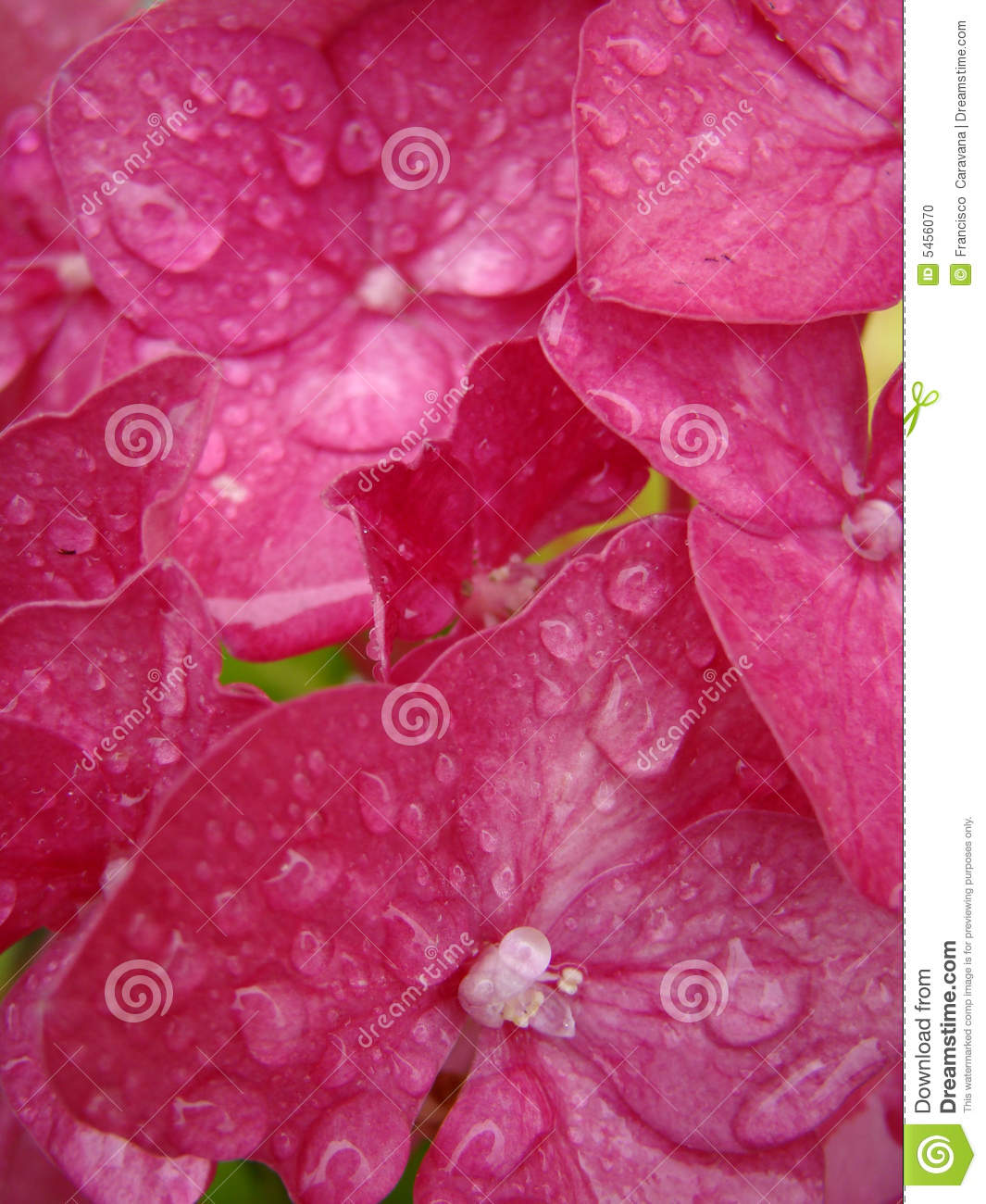Raindrops And Pink Flowers Stock Photo   Image  5456070