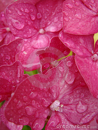 Raindrops And Pink Flowers Stock Photo   Image  5456070