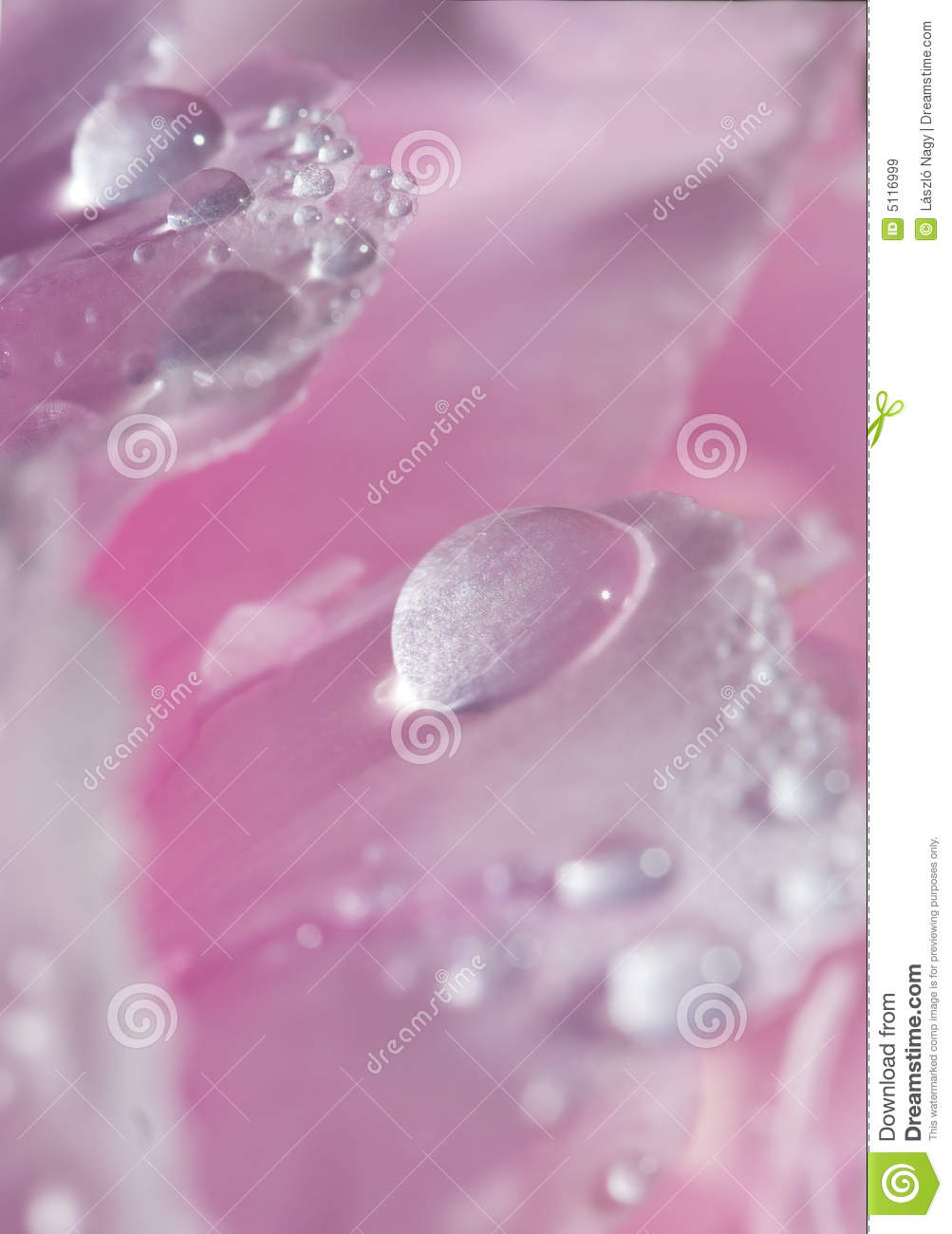 Raindrops On A Fresh Pink Flower Royalty Free Stock Images   Image    