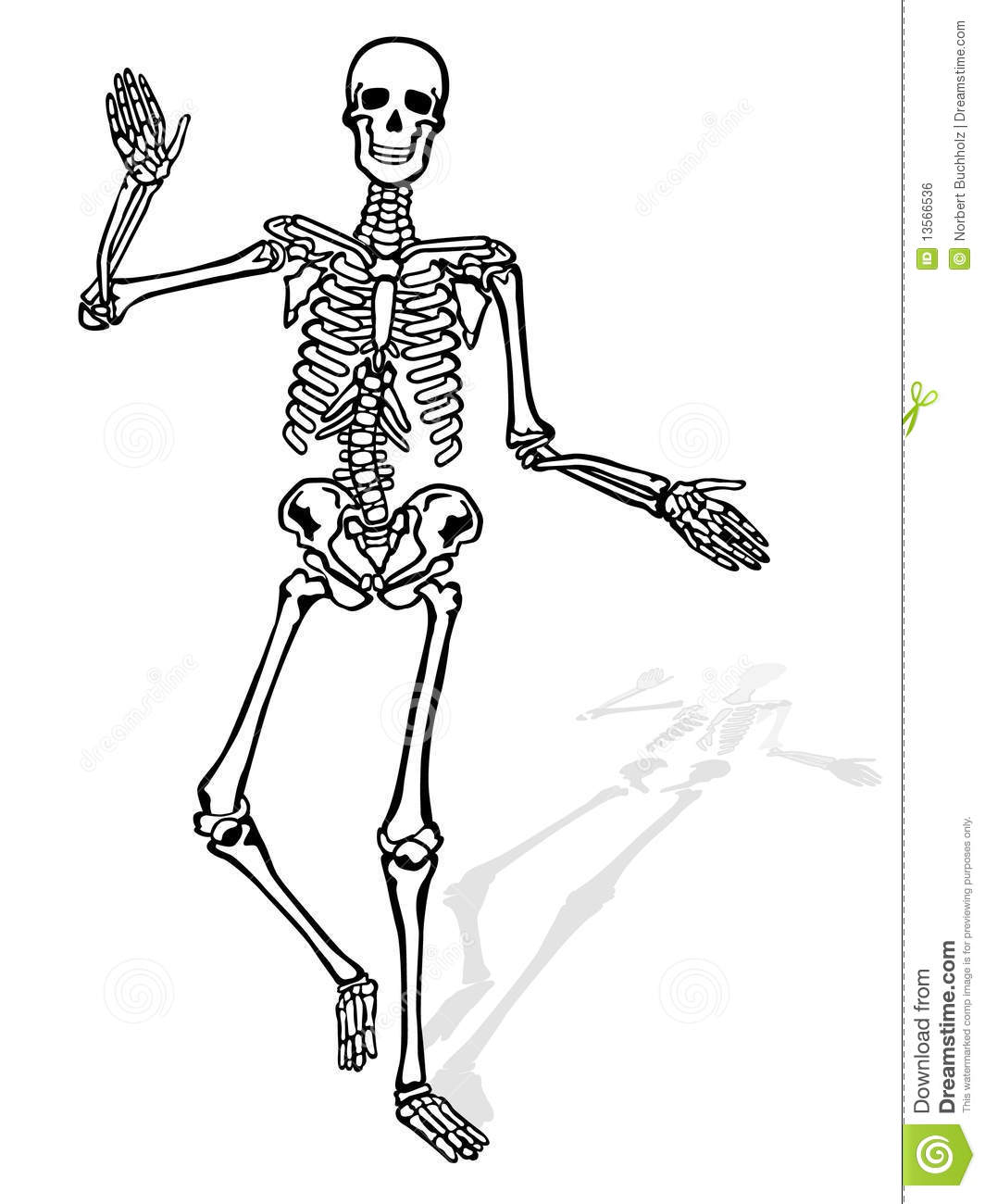 Squelette Humain Image Libre De Droits   Image  13566536