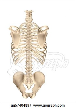 Stock Illustration   Human Torso Skeleton  Clipart Drawing Gg57404897