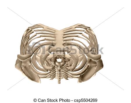 Stock Illustration Of Top View Of Human Torso Skeleton   Isolated 3d
