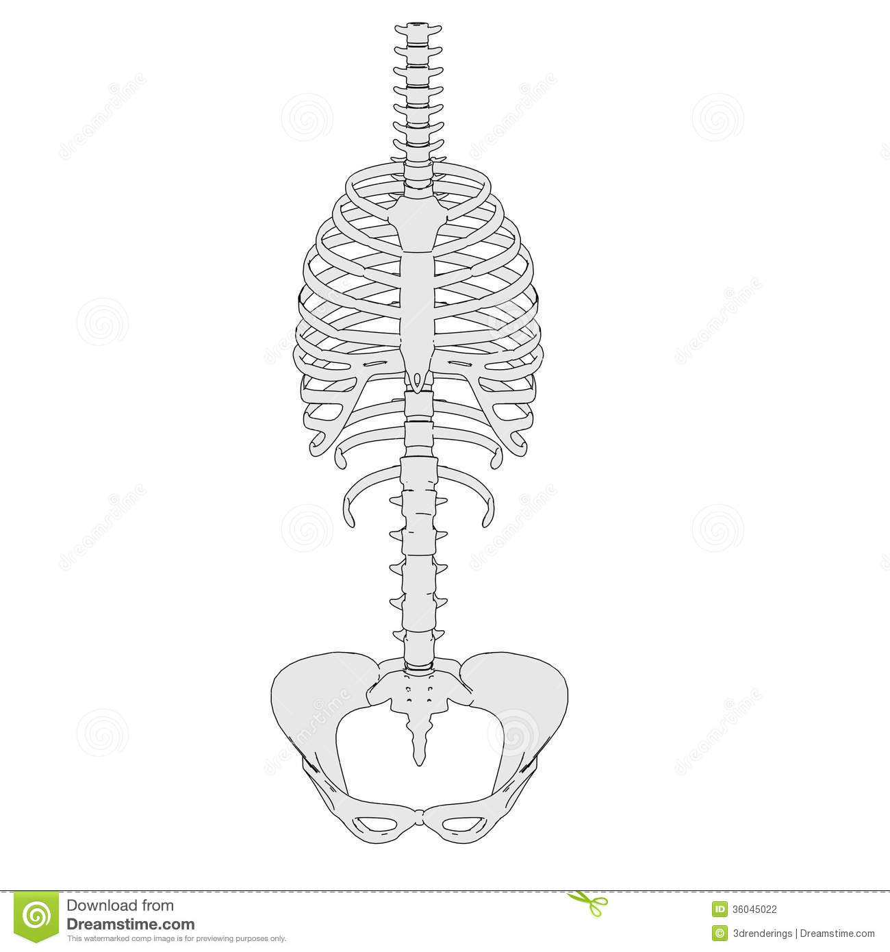 Torso Clipart Image Of Skeleton Torso Stock