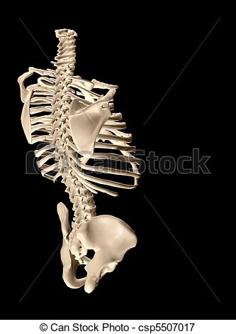 Torso Skeleton Csp5507017   Search Eps Clipart Drawings Illustration