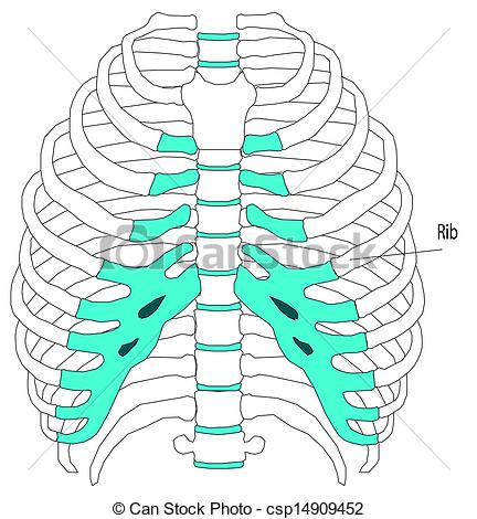 Vector   Human Anatomy Torso Skeleton   Stock Illustration Royalty