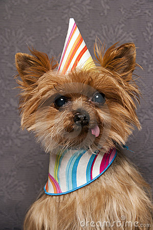 Yorkie With Birthday Hat Stock Photography   Image  16473612