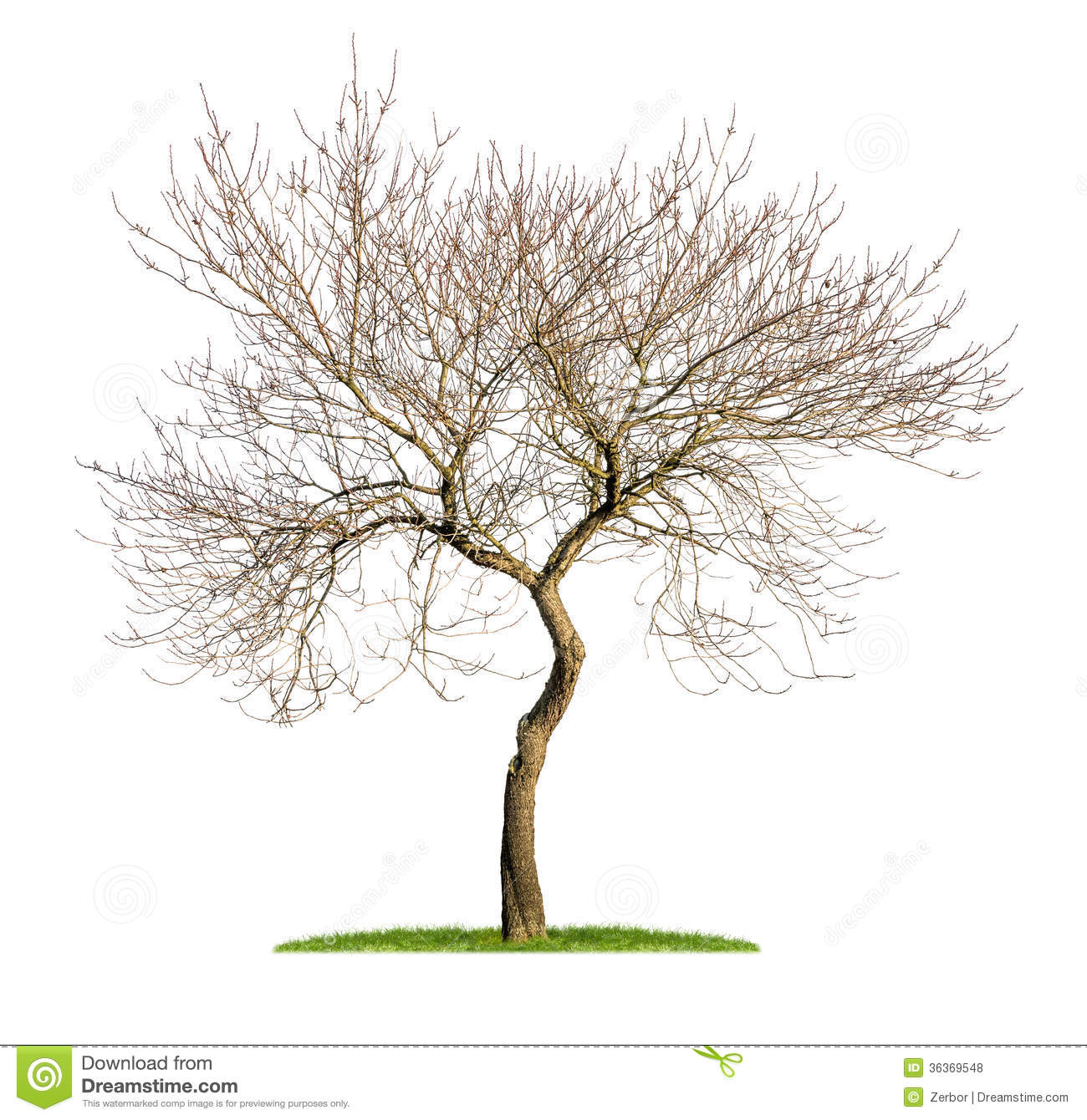 Almond Tree Clipart An Isolated Almond Tree In The