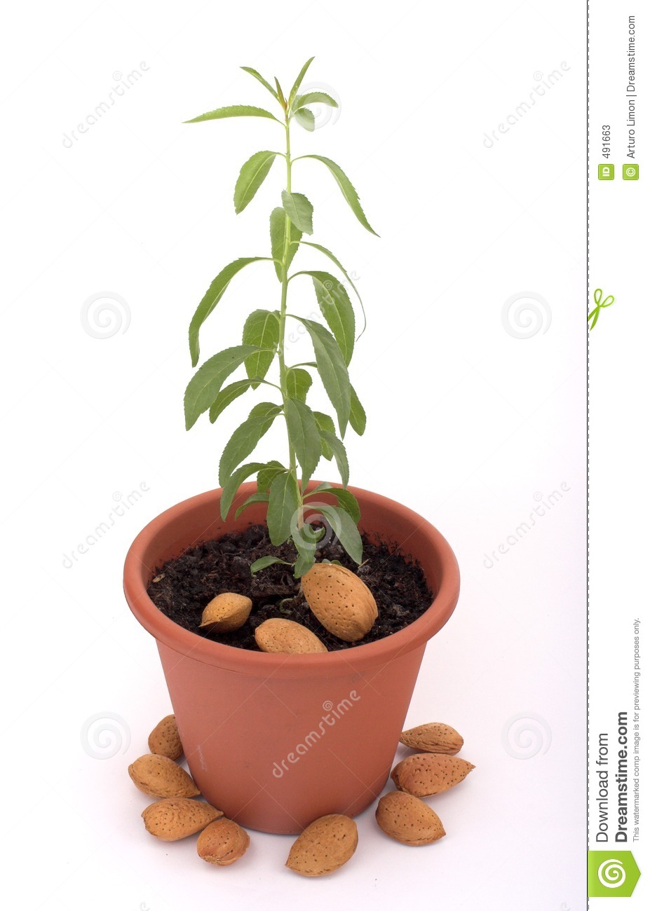 Baby Almond Tree And Almond 