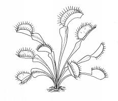 Carnivorous Plant Pictures Coloring Pages