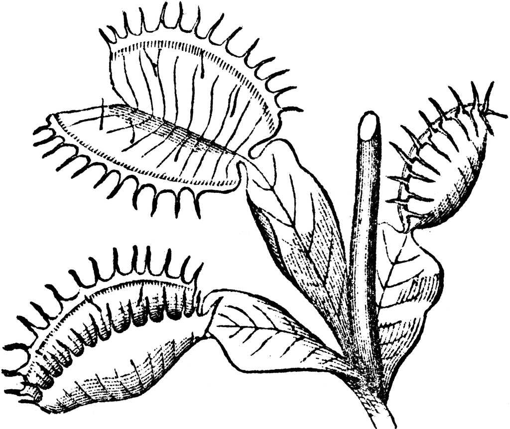 Dionaea   Clipart Etc