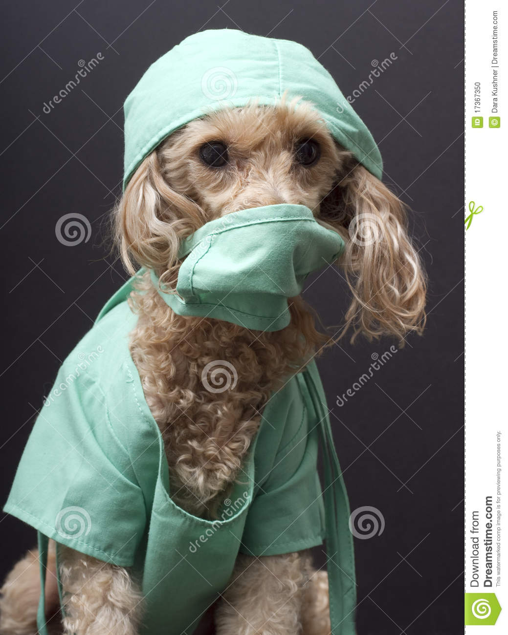 Dog Wearing Medical Scrubs And A Mask Isolated On A Black Background