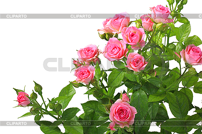 Pink Roses And Green Leaves Isolated On White Background  Close Up
