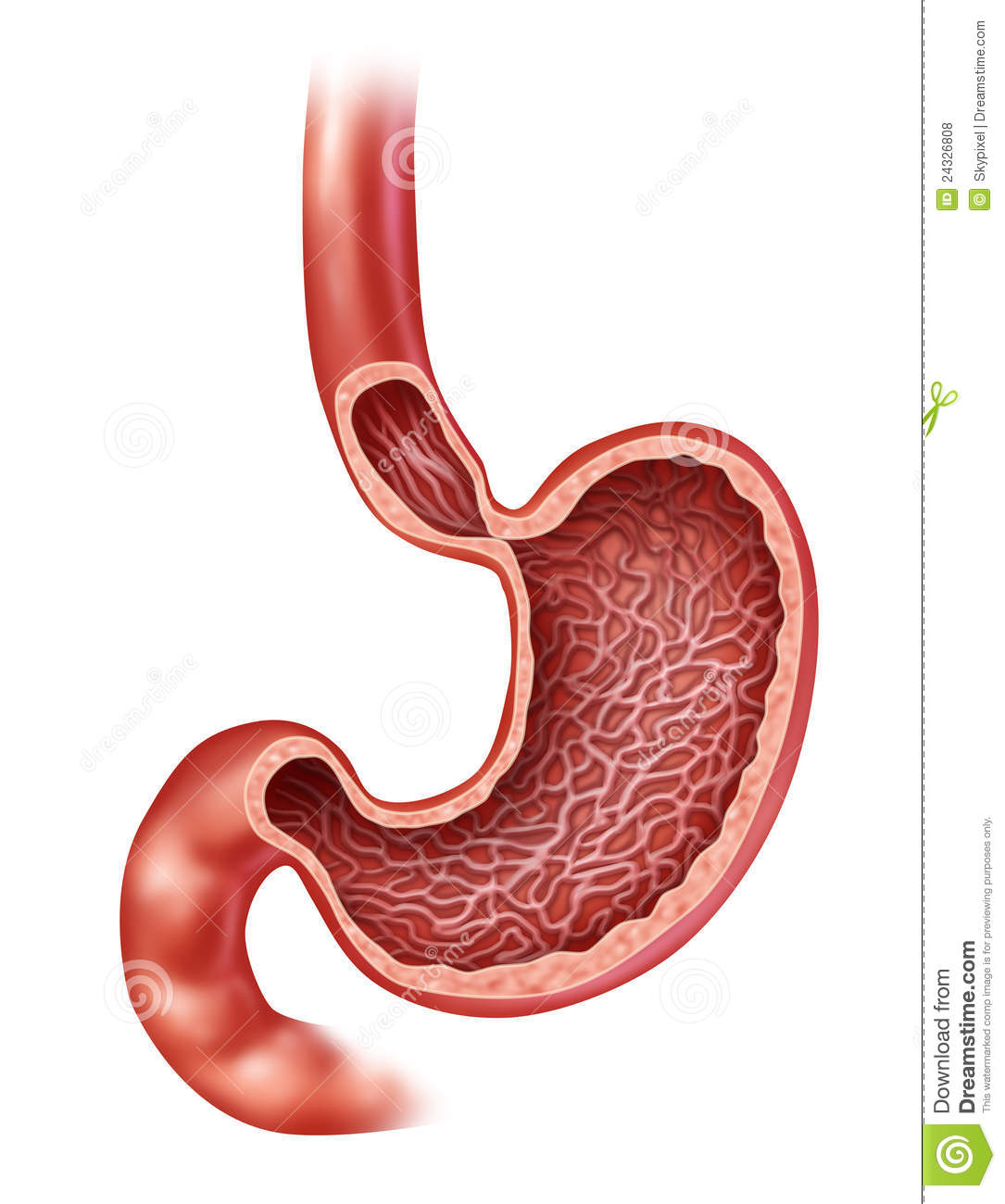 Stomach Anatomy Of The Human Internal Digestive Organ With A Medical    