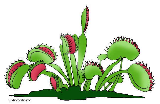Venus Fly Traps   Publish With Glogster