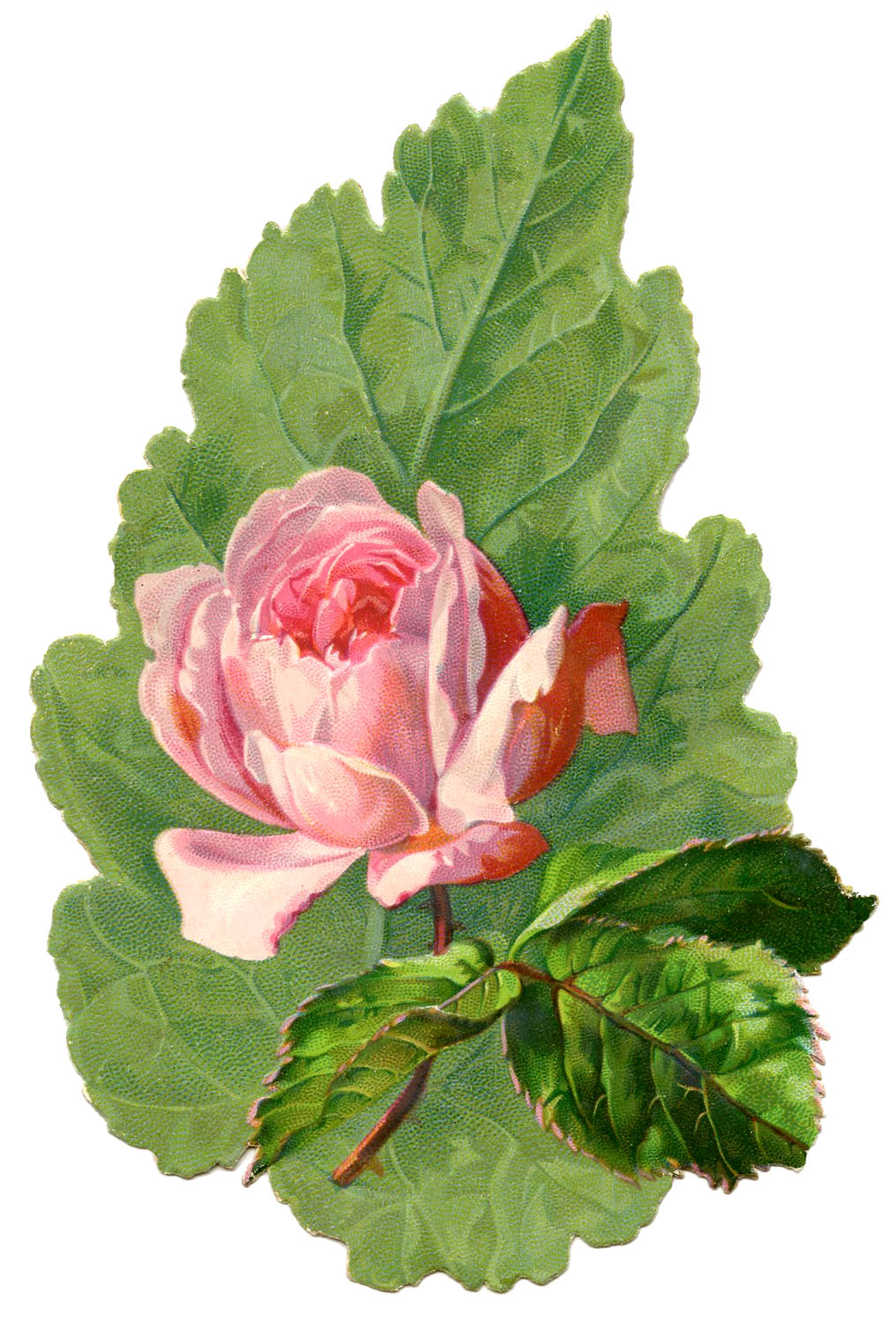 Vintage Image   Extra Pretty Pink Rose With Leaf   The Graphics Fairy