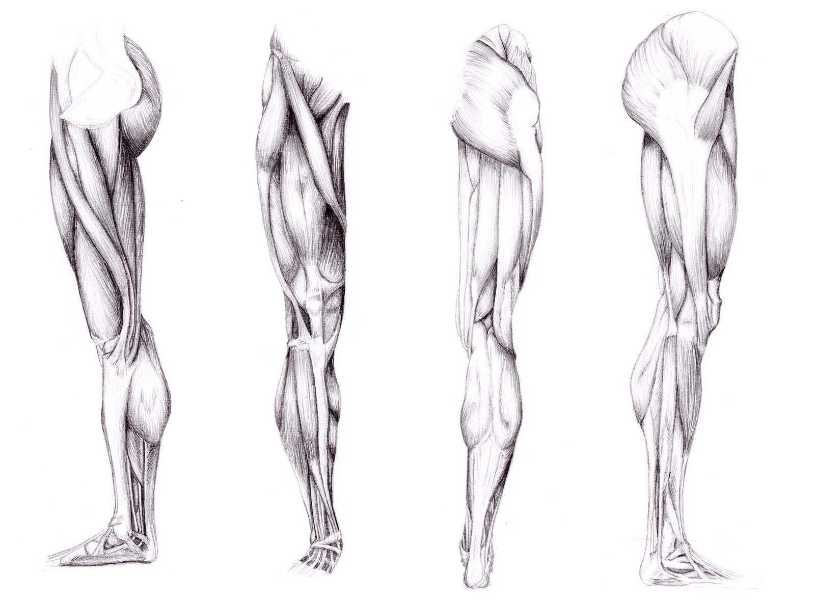 16  Images For   Leg Muscle Reference    Leg Muscle Reference