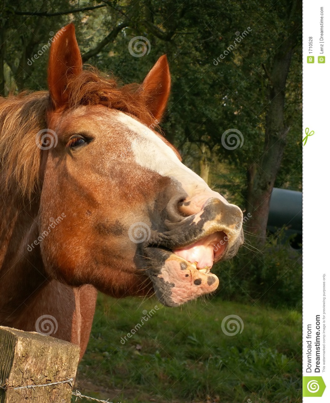 Horse With A Blaze Royalty Free Stock Photos   Image  1710528
