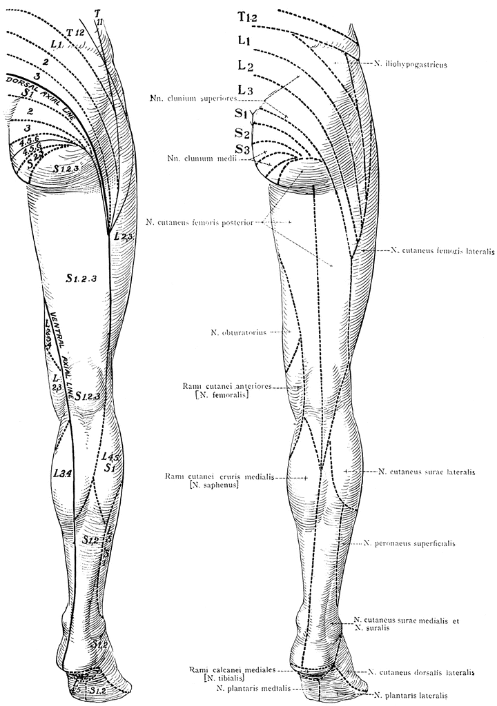 Lower Leg Nerve Diagram