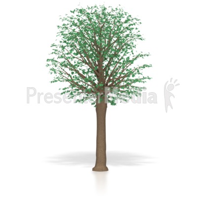 Mature Oak Tree   Presentation Clipart   Great Clipart For