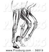 Old Fashioned Vintage Engraved Diagram Of Horse Leg Muscles And Bones