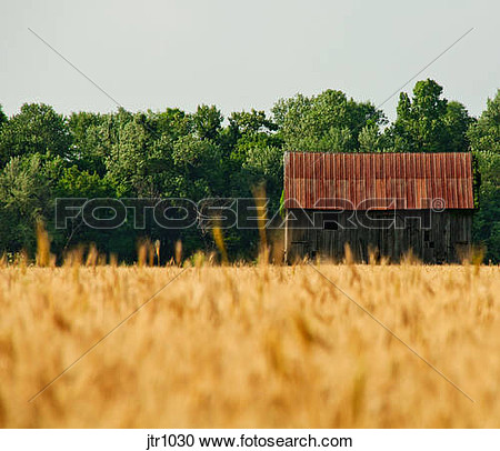 Rustic Barn In Wheat Field Rural Sedan Ks June 12 2010 View Large
