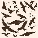     Skyswallowswiftsymbolstailvariationvectorwild Animalswings