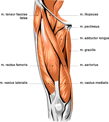 These Are The Muscle Groups He Is Working Bilaterally Now
