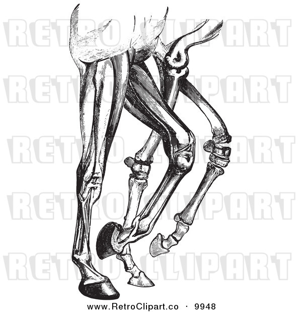 Vector Clipart Of A Retro Diagram Of Horse Leg Muscles And Bones In