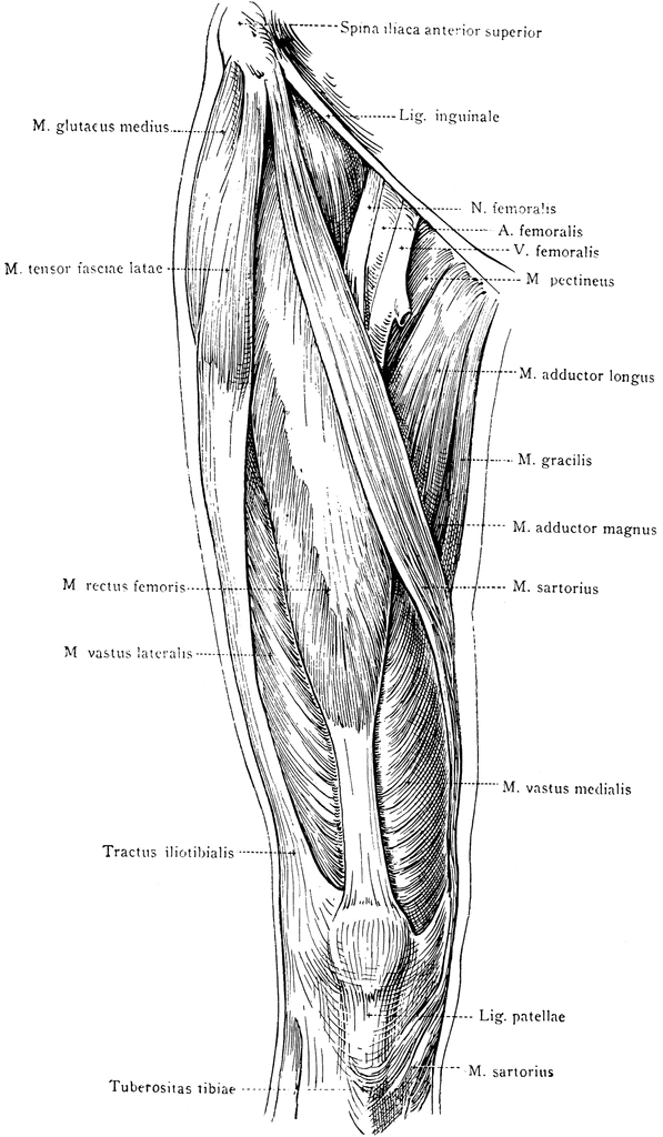 Views Of The Anterior Thigh Muscles Diagram  Related Images