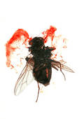 Dead Fly Clipart Pictures Of Dead Fly With Bloodstains U19085898