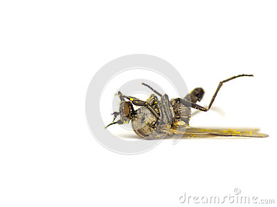 Dead Fly On White Background