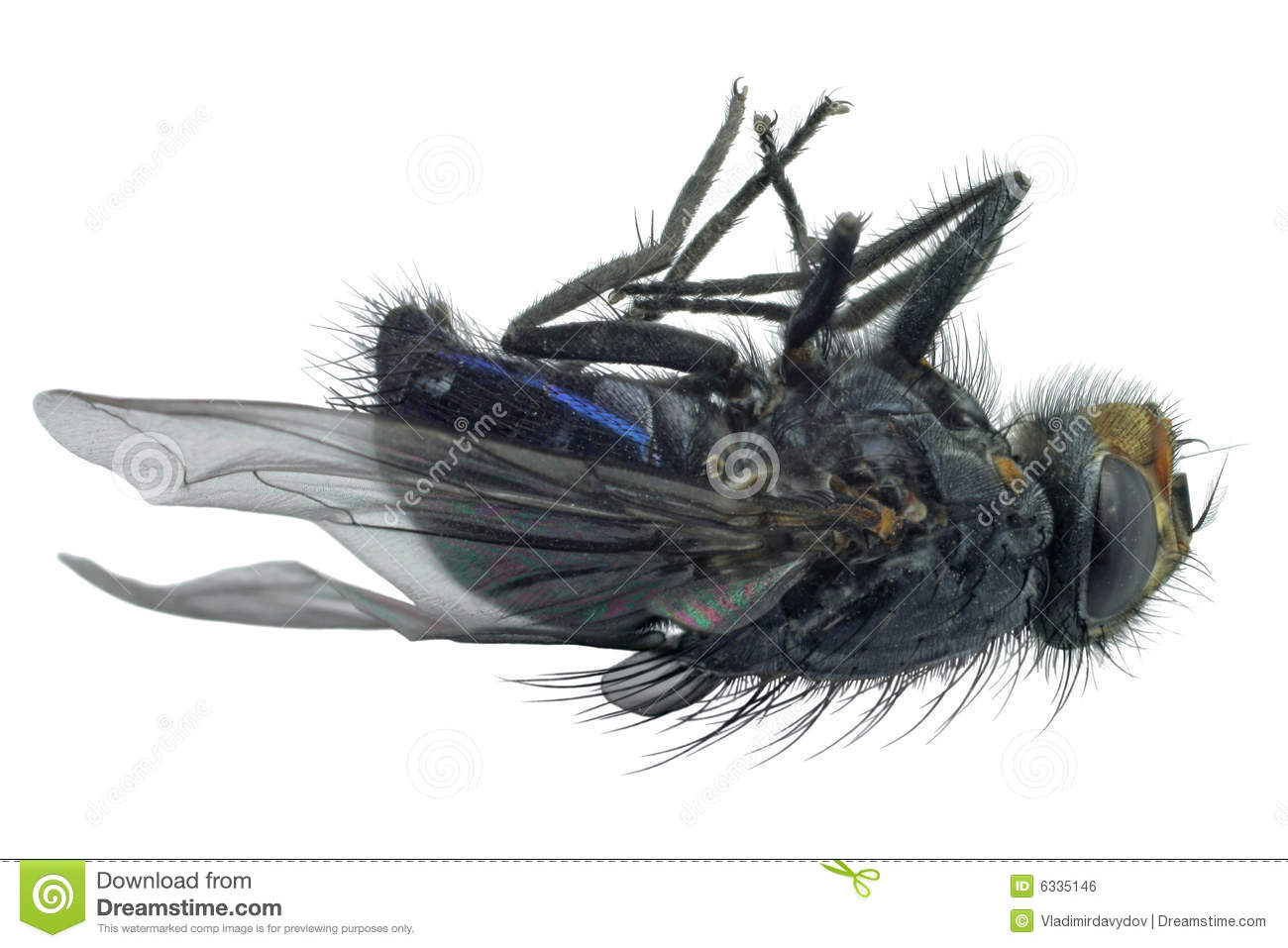 Dead Fly Royalty Free Stock Image   Image  6335146