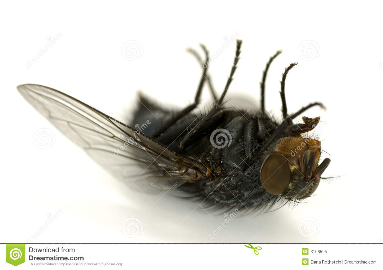 Dead Fly Royalty Free Stock Photo   Image  3106595