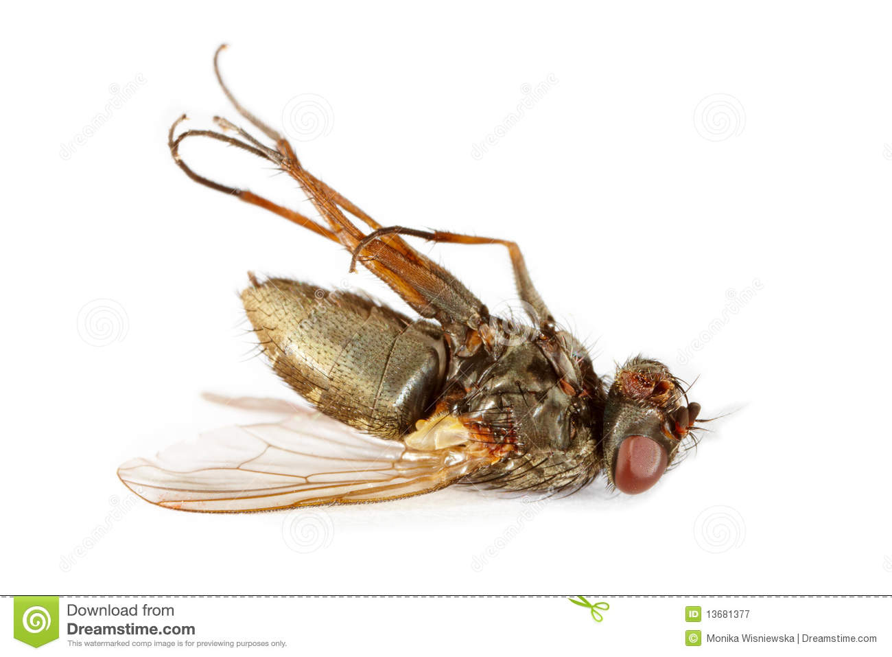 Dead Fly Royalty Free Stock Photography   Image  13681377