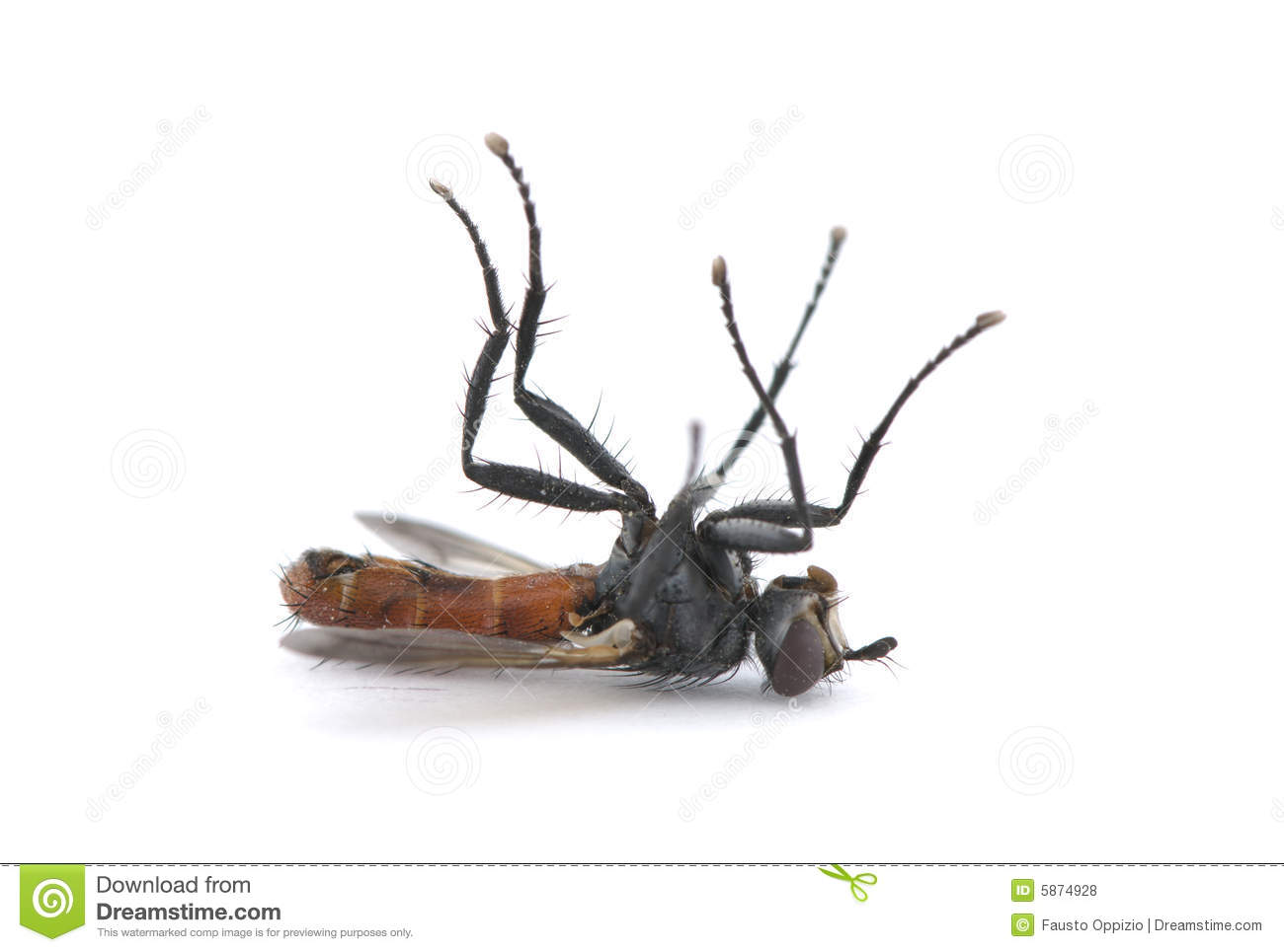 Dead Fly Royalty Free Stock Photos   Image  5874928