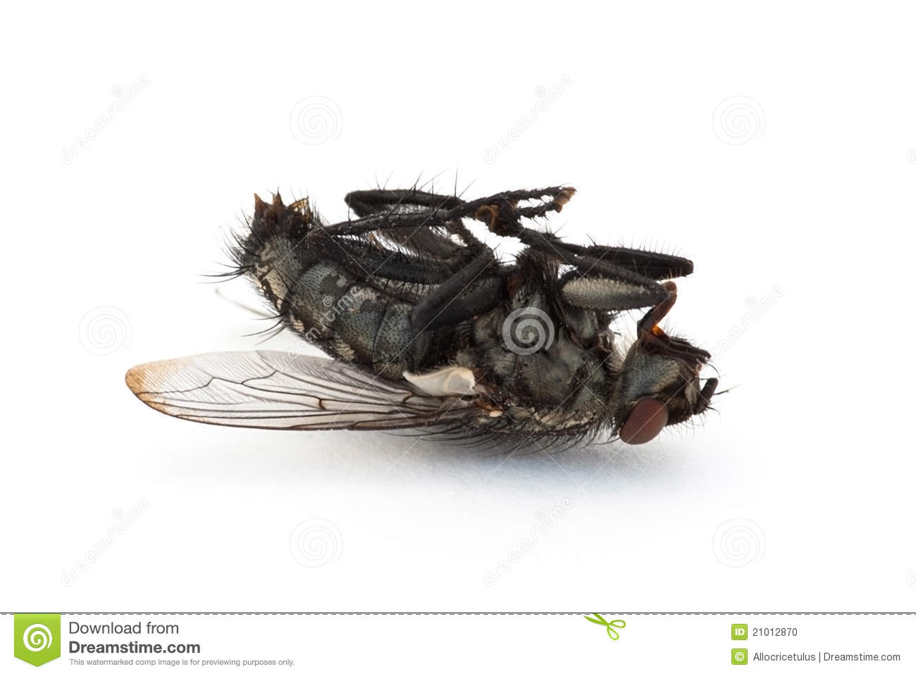 Dead Fly Stock Photo   Image  21012870