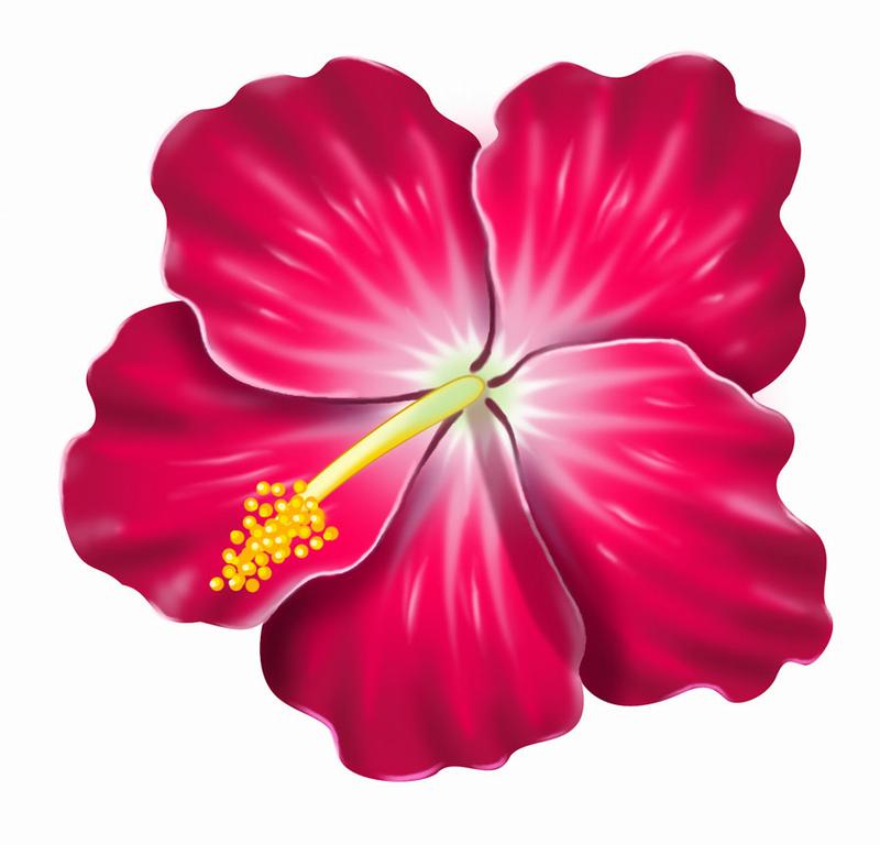 Hibiscus Flower Clip Art   Clipart Best