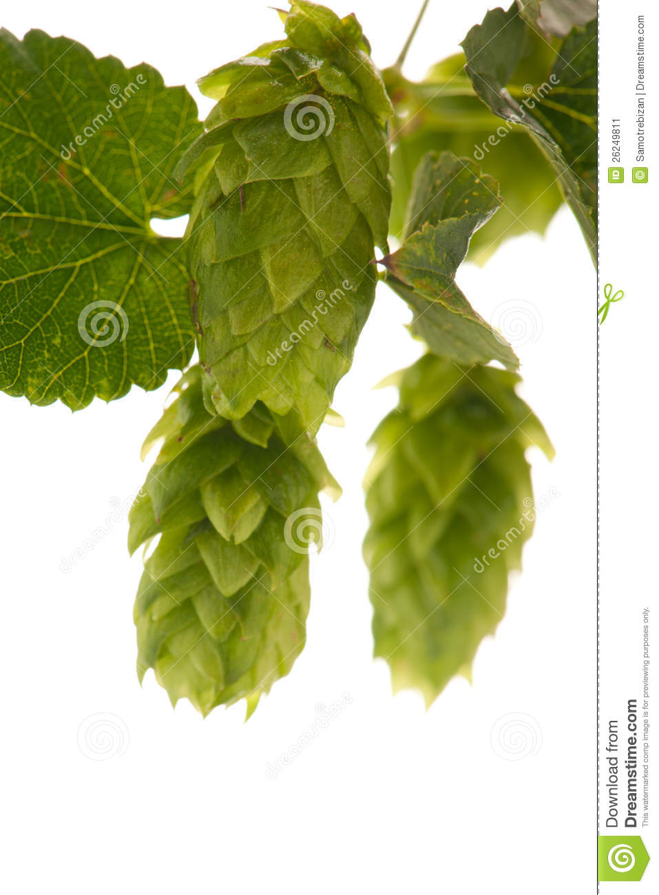 Hop Cones   Raw Material For Beer Production