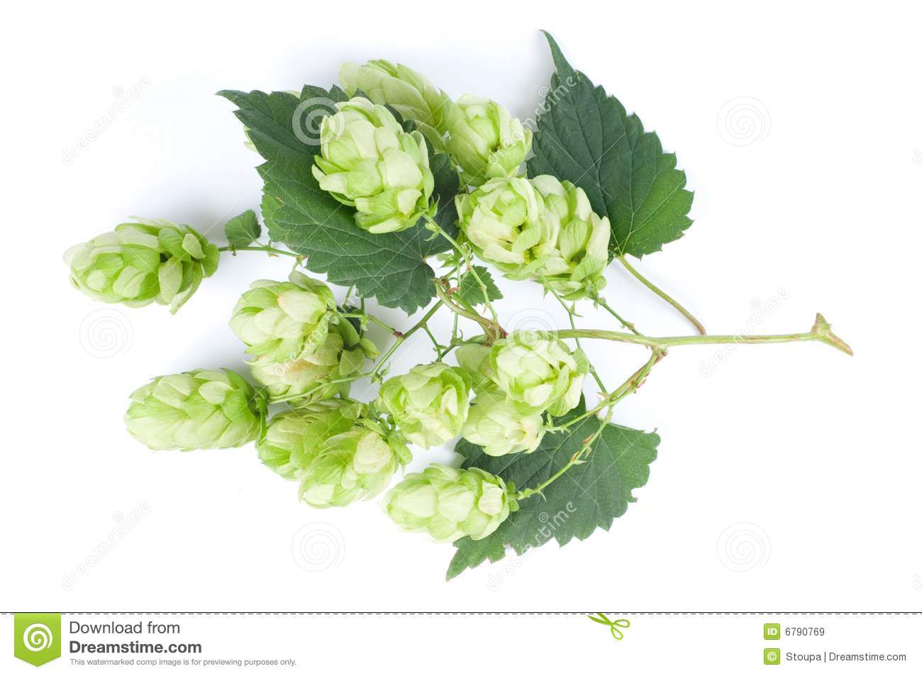 Hop Cones Royalty Free Stock Images   Image  6790769