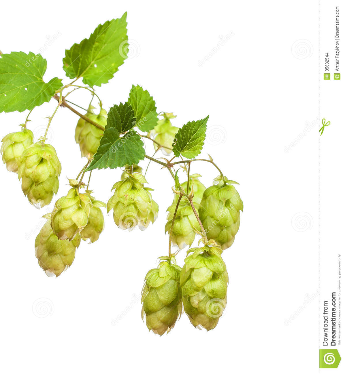 Hop Cones Stock Images   Image  35632544