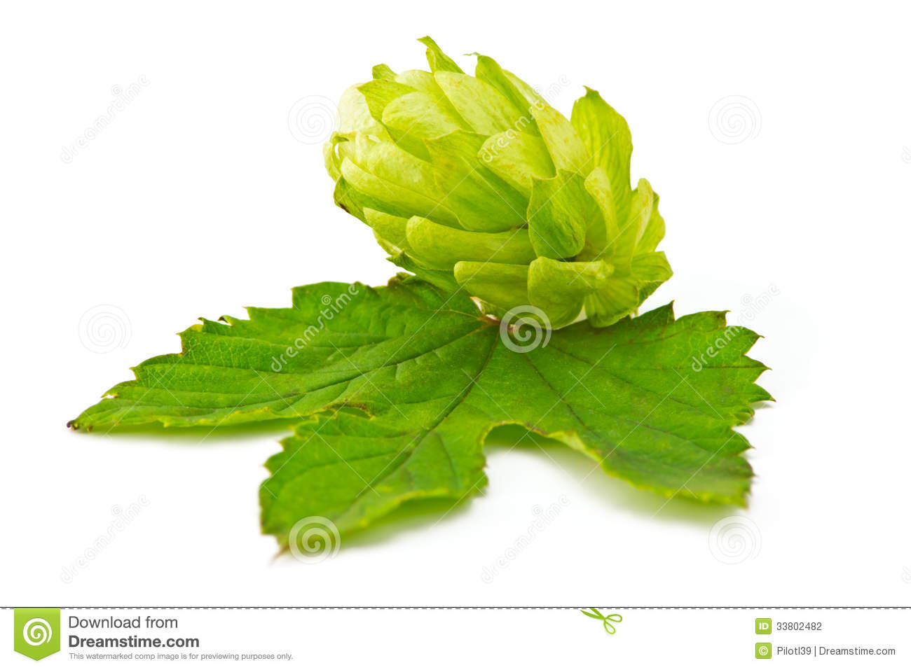 Hop Cones With Green Leaf On A White Background