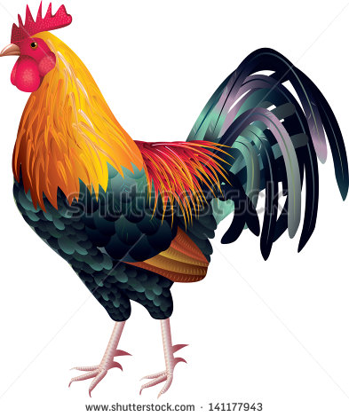 Rooster Stock Photos Illustrations And Vector Art