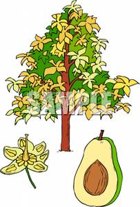 An Avocado And An Avocado Tree Clip Art Image   